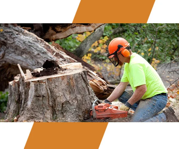 tree removal service